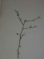 Thorn twig